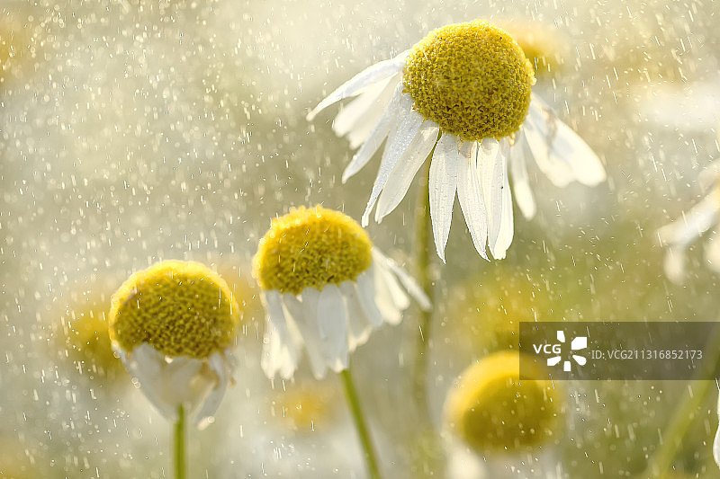 俄罗斯 Kislino 黄色植物特写图片素材