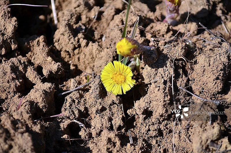 岩石上开花植物的高角度视图图片素材