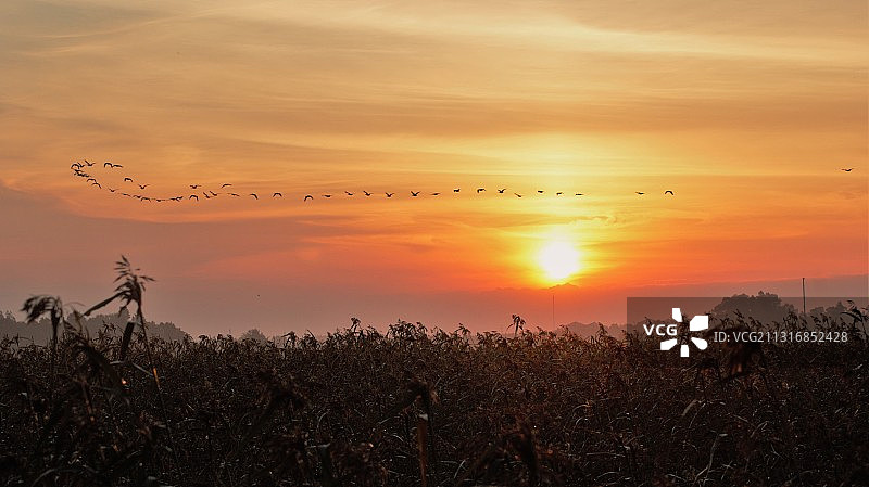 日落时分田野上的植物剪影图片素材