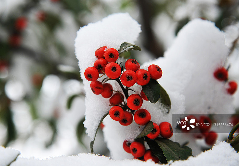 山东枣庄山亭区公园雪中红豆图片素材