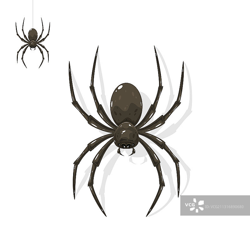 黑色蜘蛛图片素材
