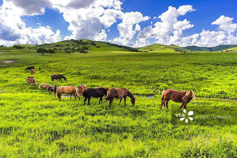 红山军马场图片素材