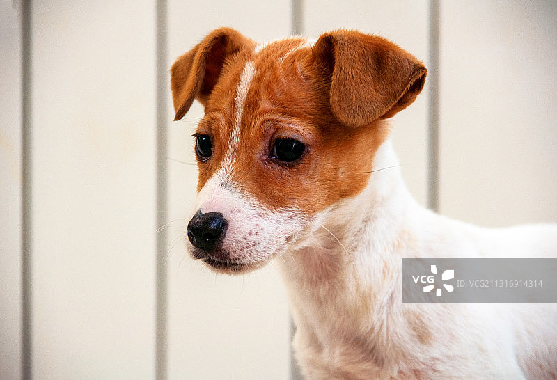 狗宝宝杰克罗素梗图片素材