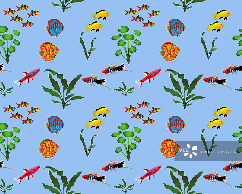 淡水鱼的颜色图片素材