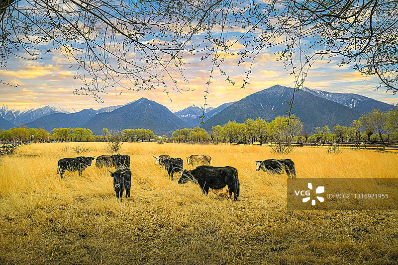 高原牧场图片素材