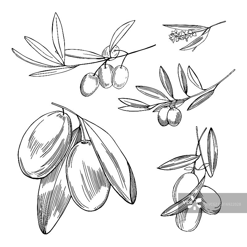 手绘橄榄枝素描图片素材