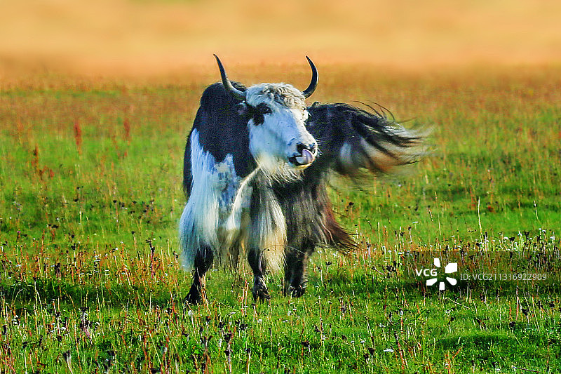 牛年大吉图片素材