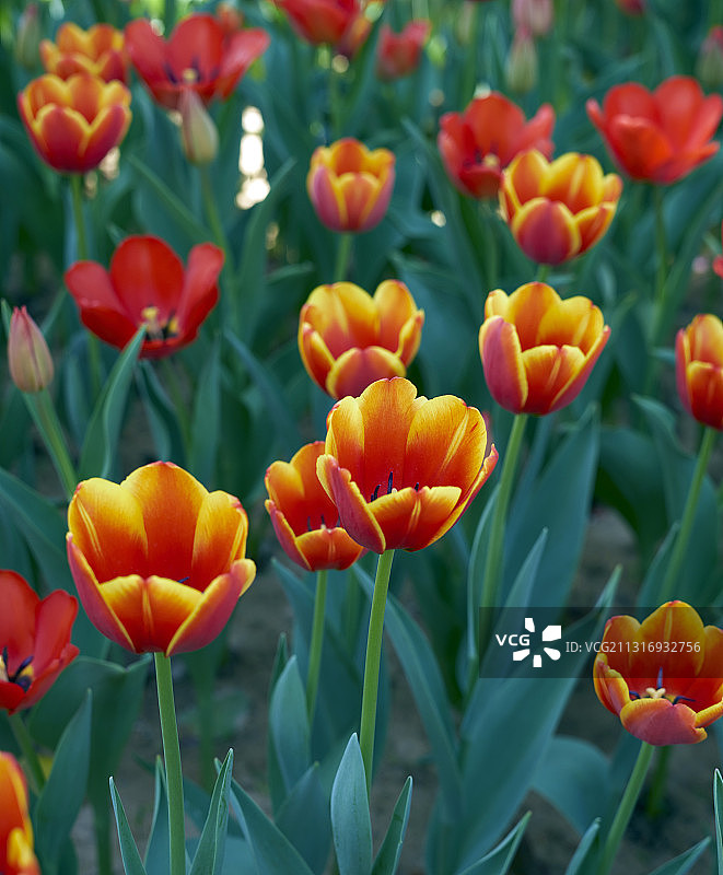 郁金香图片素材