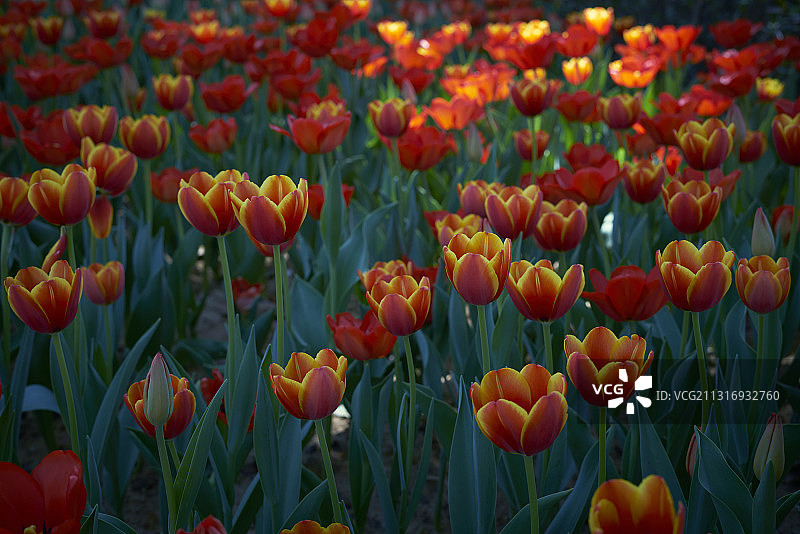 郁金香图片素材