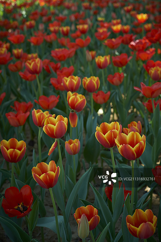 郁金香图片素材