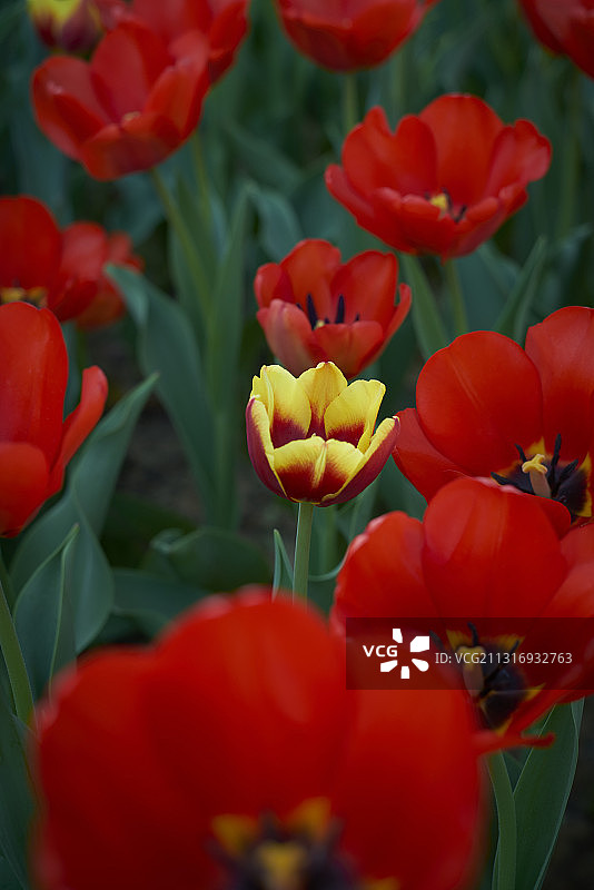 郁金香图片素材