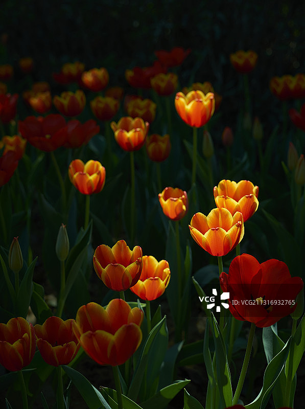 郁金香图片素材