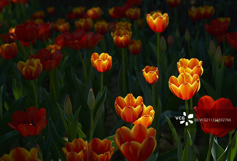 郁金香图片素材