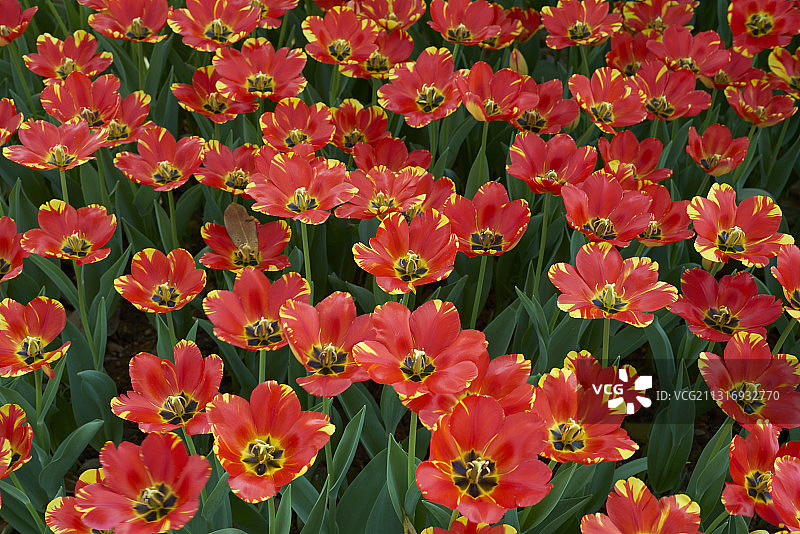 郁金香图片素材