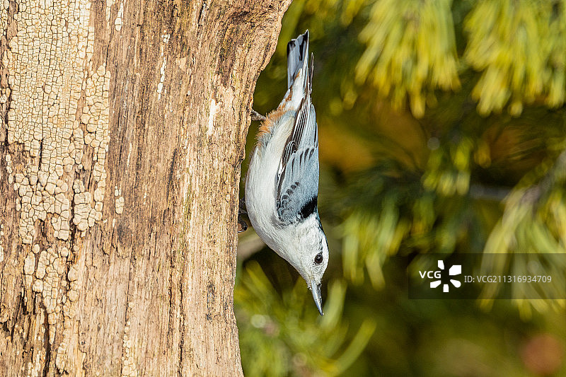 白胸五子雀图片素材