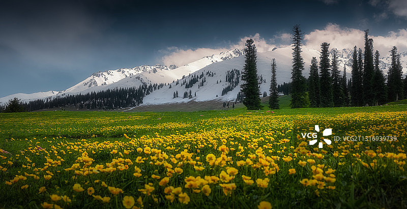 那拉提草原春色无边图片素材