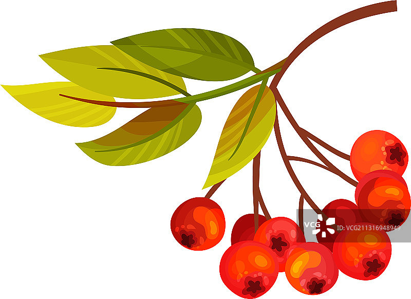 带有浆果簇和羽状叶的欧洲花楸树枝图片素材