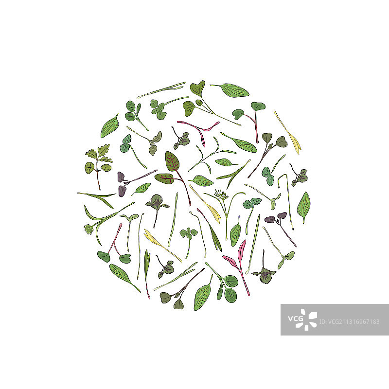 豌豆微型绿色草本圆形框架图片素材