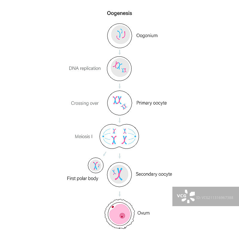 生殖系统概念图片素材