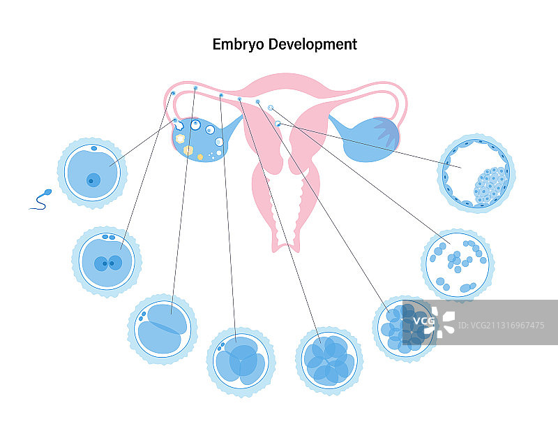 生殖系统概念图片素材