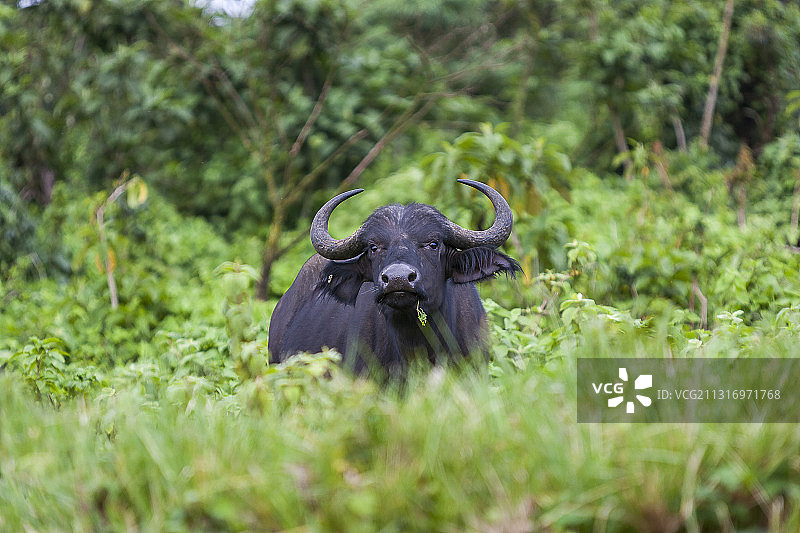 田野中的水牛肖像图片素材