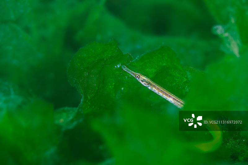 荷兰树叶上的昆虫特写图片素材