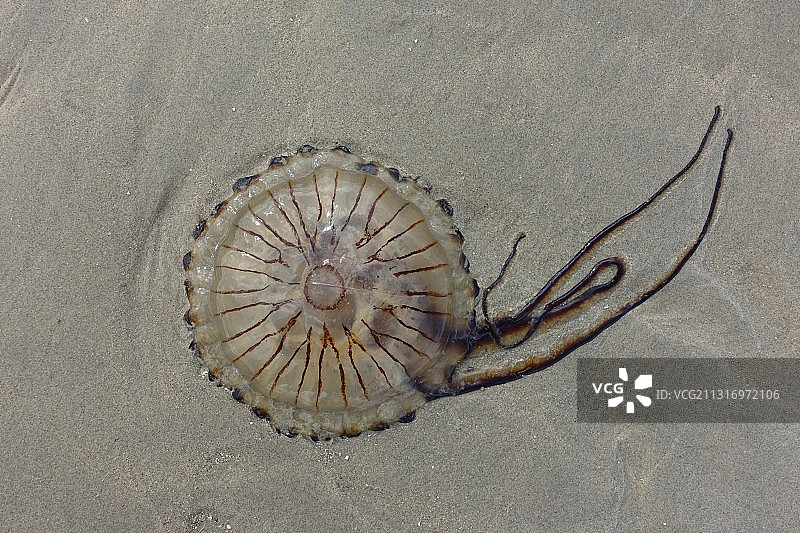 荷兰布雷斯肯斯海滩上的螃蟹（高角度拍摄）图片素材