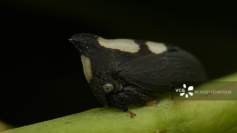 阿根廷布宜诺斯艾利斯叶子上的昆虫特写图片素材