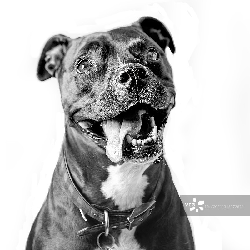 白色背景下的斯塔福郡斗牛梗特写图片素材