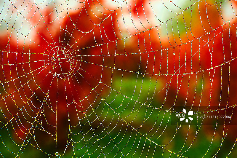湿蜘蛛网特写图片素材