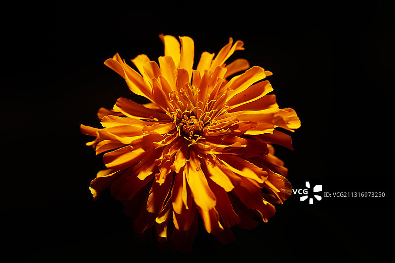 黑色背景下的橙色花朵特写图片素材