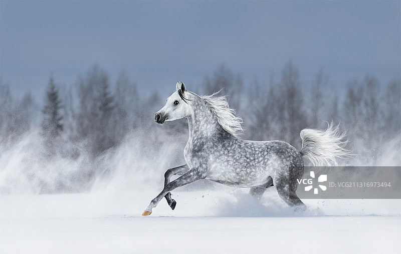 雪地里奔跑的纯种马侧面图图片素材