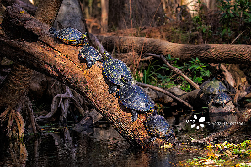 美国伊切塔克尼泉州立公园湖中的浮木景象图片素材