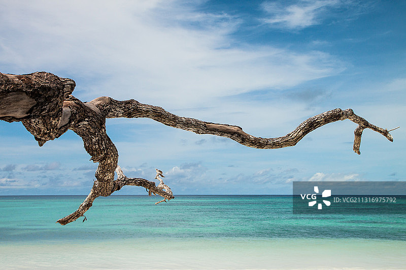 印度尼西亚马鲁古海滩天空下的树木仰视角度图片素材