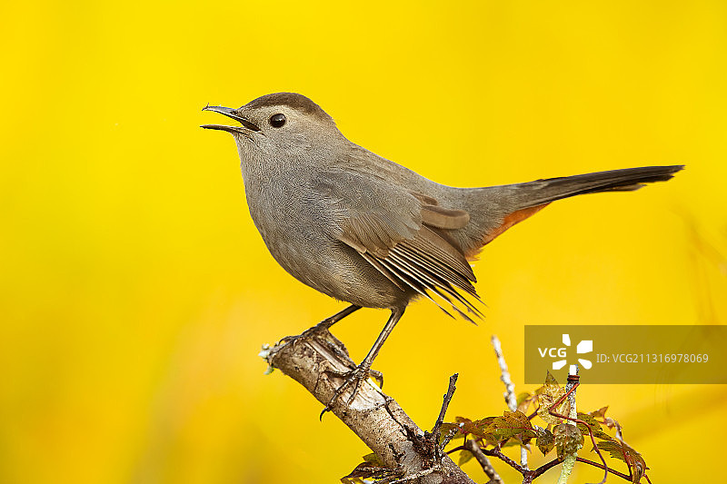 栖息在树枝上的黑鹂特写，美国Circle B Bar自然保护区图片素材