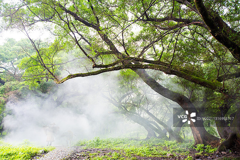 乡村的早晨、图片素材