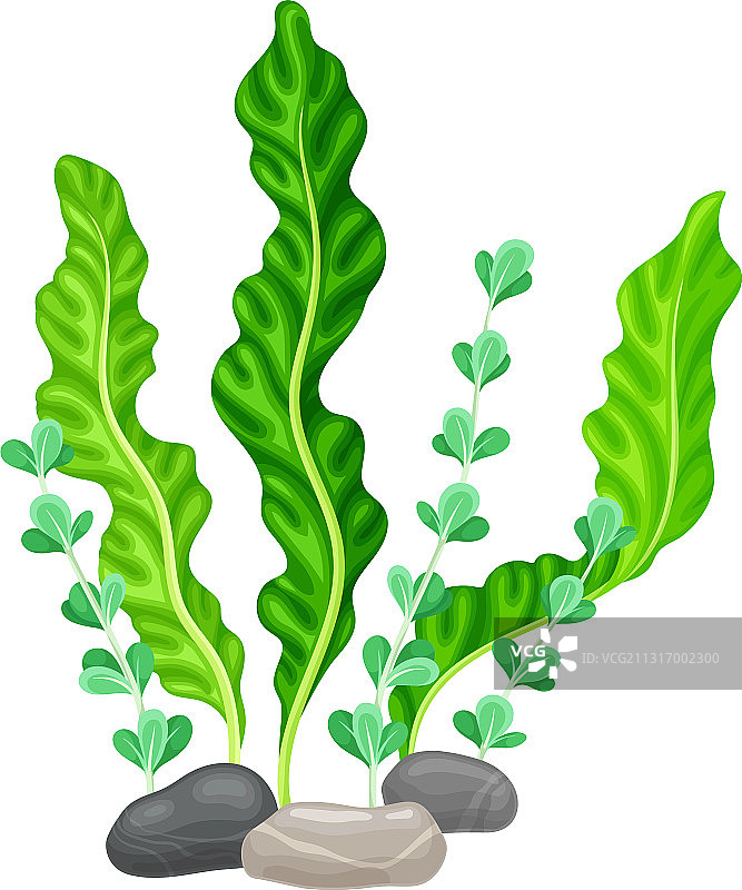 带海藻的光滑鹅卵石或海石图片素材