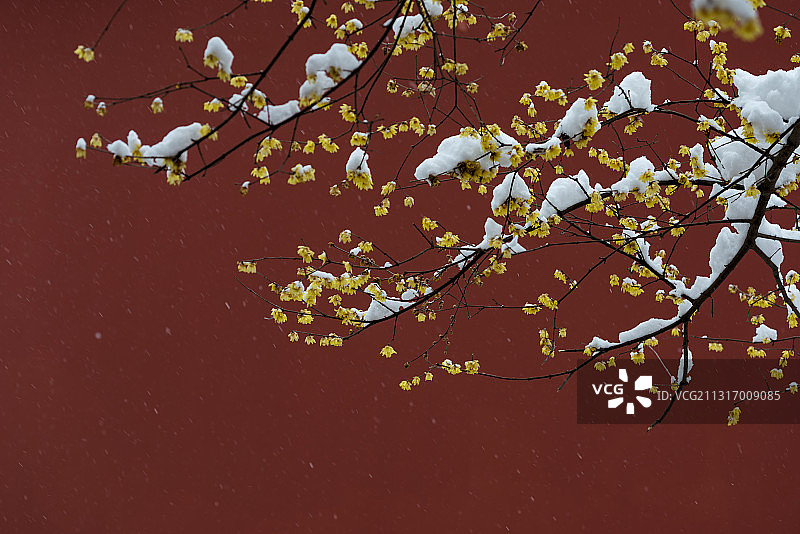 腊梅傲雪，南京明孝陵图片素材