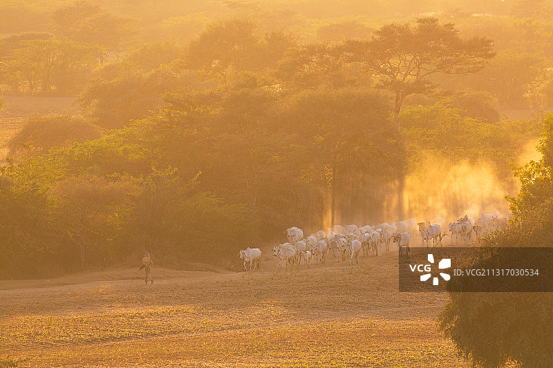缅甸牧牛图片素材