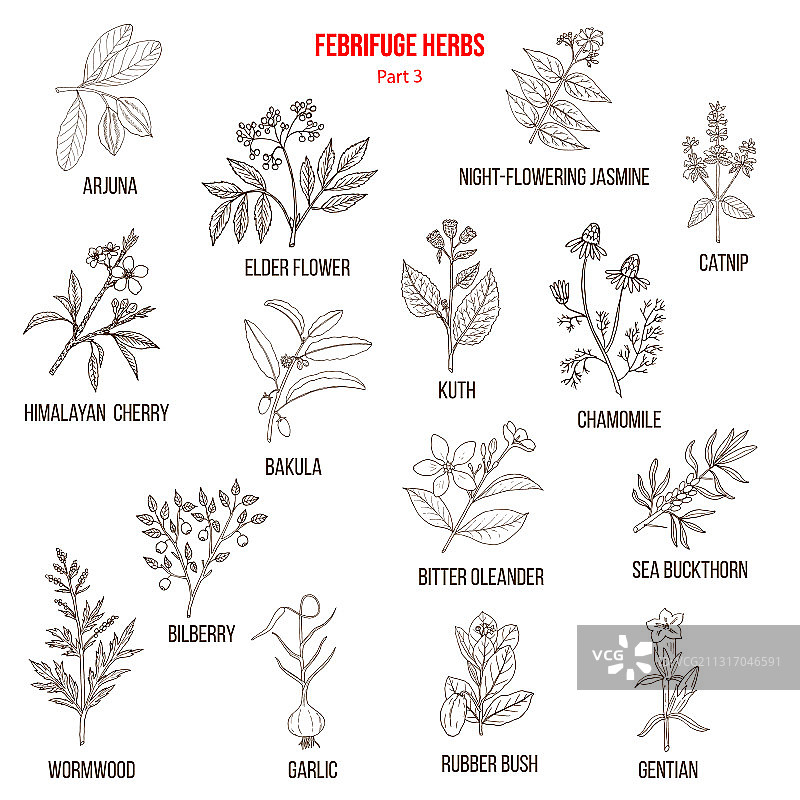 退烧草药合集第3部分图片素材
