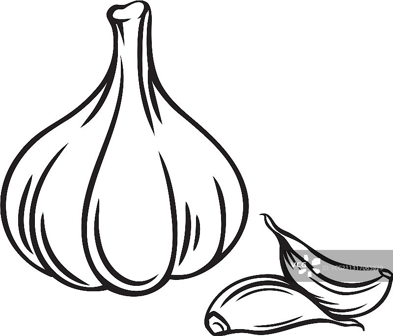 成串大蒜轮廓图片素材