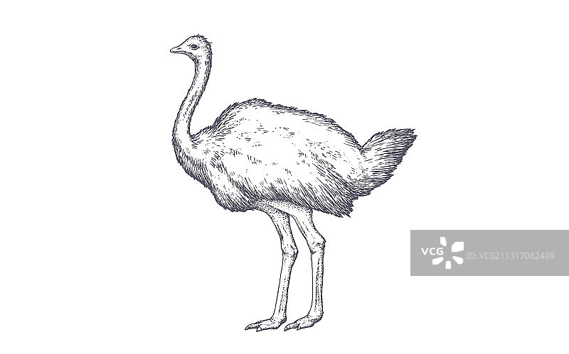 复古鸵鸟印花图片素材