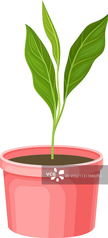 移植幼苗或幼株生长图片素材