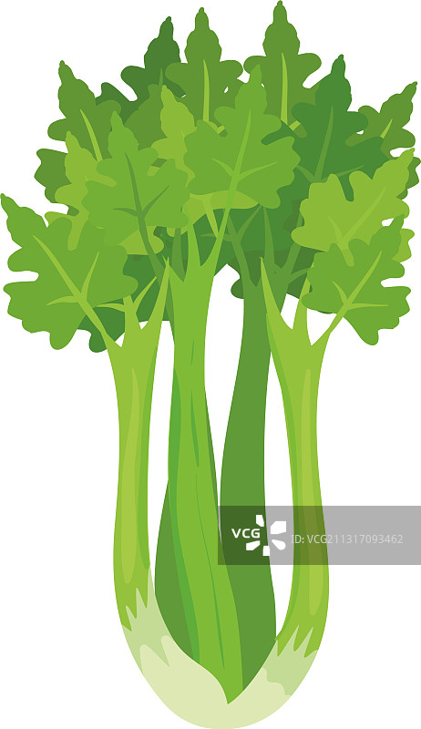 白色背景下的芹菜植株绿叶图片素材