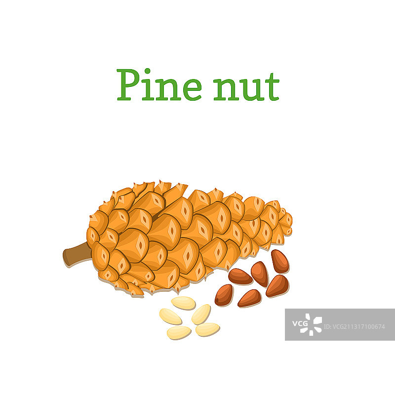 松子和松果图片素材