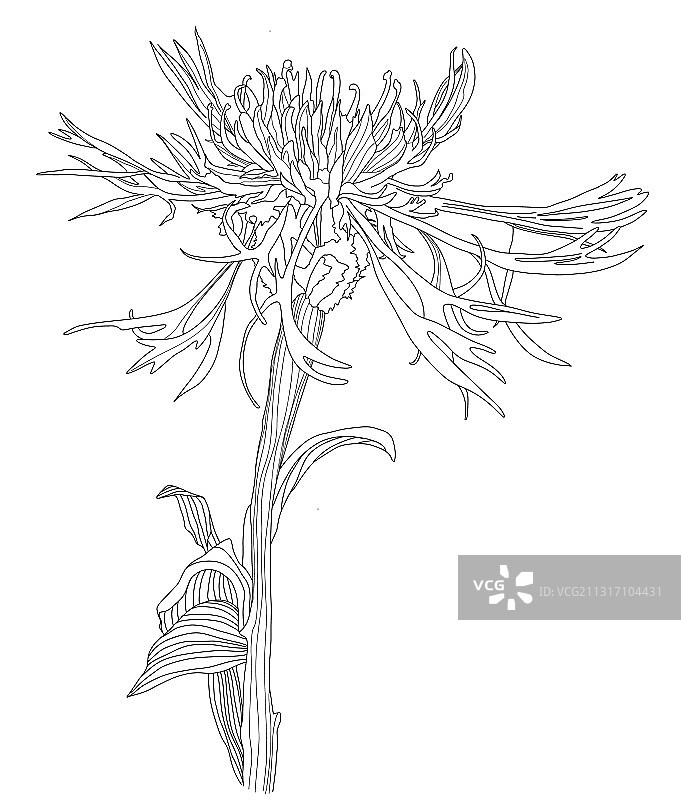 矢车菊花卉草本植物素描图片素材