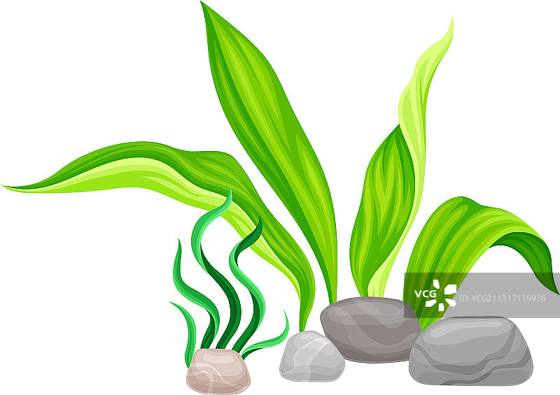 带海藻的光滑鹅卵石或海石图片素材