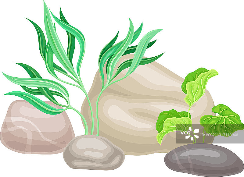 带海藻的光滑鹅卵石或海石图片素材