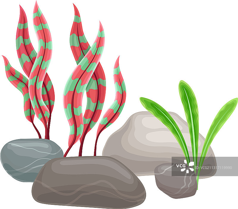 带海藻的光滑鹅卵石或海石图片素材