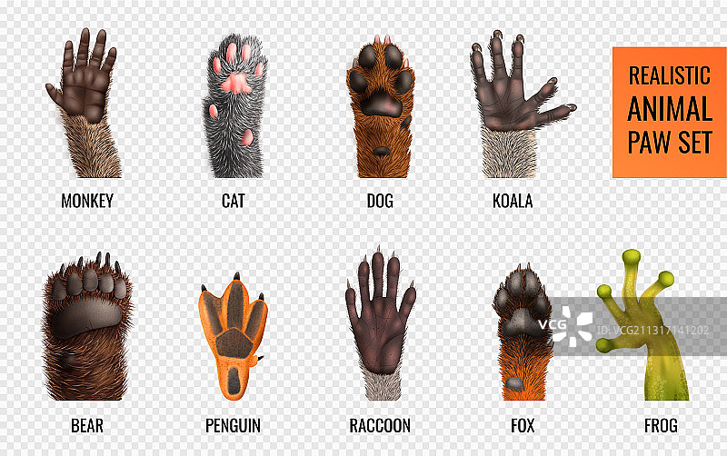 动物爪印合集图片素材